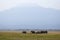 Mt. Kilimanjaro and herd of African elephants