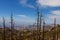 Mt. Lemmon area, near Tucson, Arizona. Coronado National Forest