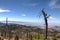 Mt. Lemmon area, near Tucson, Arizona. Coronado National Forest