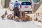 MT POPA, MYANMAR - DECEMBER 8, 2016: Macaques being fed near Mt Popa temple, Myanm