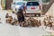 MT POPA, MYANMAR - DECEMBER 8, 2016: Macaques being fed near Mt Popa temple, Myanm