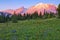 Mt. Rainier Meadow