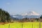 Mt. Rainier viewed from across a field