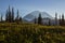 Mt.Rainier and wild flowers