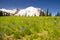 The MT Rainier with Wildflower in the foreground