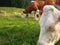 mucche al pascolo in trentino alto Adige
