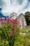 Muckross Abbey wild flowers, County Kerry