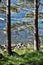 Muckross Lake trees