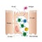 Mucosal immune system diagram, medical vector illustration