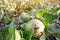 Mucous bacteriosis of white-headed cabbage. Defeat disease vegetables on the field. Bad harvest. Agriculture. Farming.