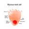 Mucous neck cell