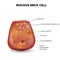 Mucous neck cell