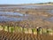 Mud beach at low tide