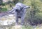 Mud covered African Elephant shaking its head at a waterhole in the Nxai Pan National Park in Botswana