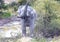 Mud covered African Elephant shaking its head at a waterhole in the Nxai Pan National Park in Botswana