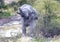 Mud covered African Elephant shaking its head at a waterhole in the Nxai Pan National Park in Botswana