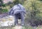 Mud covered African Elephant shaking its head at a waterhole in the Nxai Pan National Park in Botswana