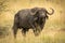 Mud-covered Cape buffalo stands in long grass