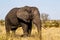 Mud-covered elephant bull walks back from the waterhole