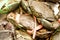 Mud Crab