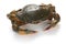 Mud crab female