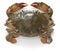 Mud crab female