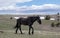 Mud and dirt covered Black stallion walking on mountain ridge in the western USA