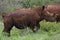 Mud encrusted white rhino