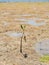 Mud flats at low tide with lone Mangrove at Benoa Bay Bali