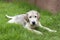 Mud labrador puppy