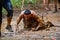Mud race participant crawling through a mud pit