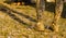 Mud race runners passing under a barbed wire obstacles during extreme obstacle race,detail of legs