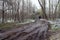Mud rutted road in forest