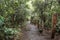 Mud Stairway path with rustic  wooden trunks and a rope in middle of andean rainforest