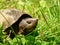 Mud Turtle in the Grass