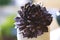Muda Suculenta Echeveria Black Prince, Negra, succulents cactus plant.