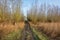 Muddy access path to a forest of pollard willows