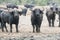 Muddy African buffalos on Lake Eduard of Queen Elizabeth Park, Uganda