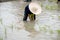 The muddy Asian boy with hat enjoys planting rice in the field farm for learning how the rice growing outdoor activity for kids