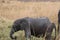 Muddy baby African bush elephant wandering in Amboseli National Park in Kenya, Africa