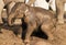 Muddy baby elephant playing