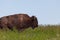 Muddy Bison Profile