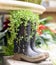 Muddy boots used as planter