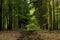 Muddy Briddleway through Fir and Beech Woods