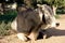 Muddy Bull Closeup Portrait