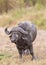 Muddy Cape Buffalo in Africa