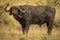Muddy Cape buffalo standing in long grass