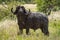 Muddy Cape buffalo stands in long grass