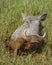 Muddy common warthog Phacochoerus africanus