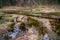 A muddy country road on the edge of the forest in early spring